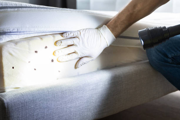 Wasp Removal Services in Sinton, TX