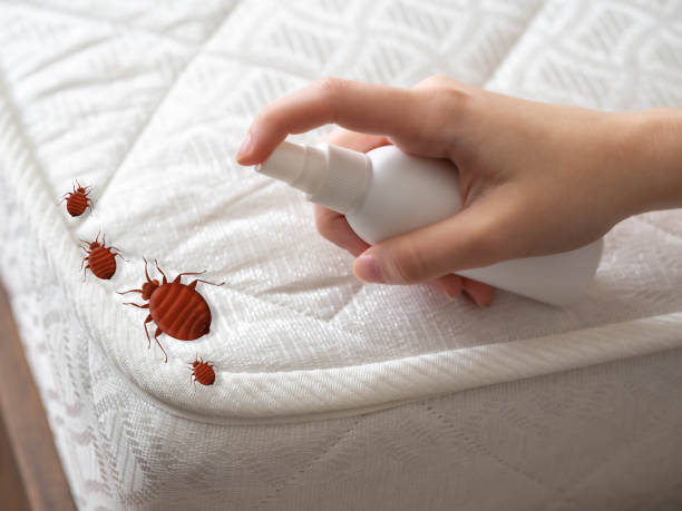 Wasp Removal Services in Sinton, TX