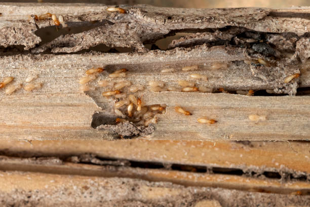 Pest Control for Restaurants in Sinton, TX